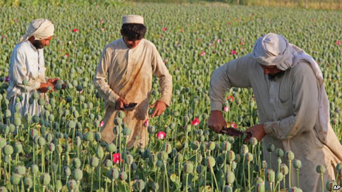 VOA慢速英语:阿富汗鸦片产量创新高