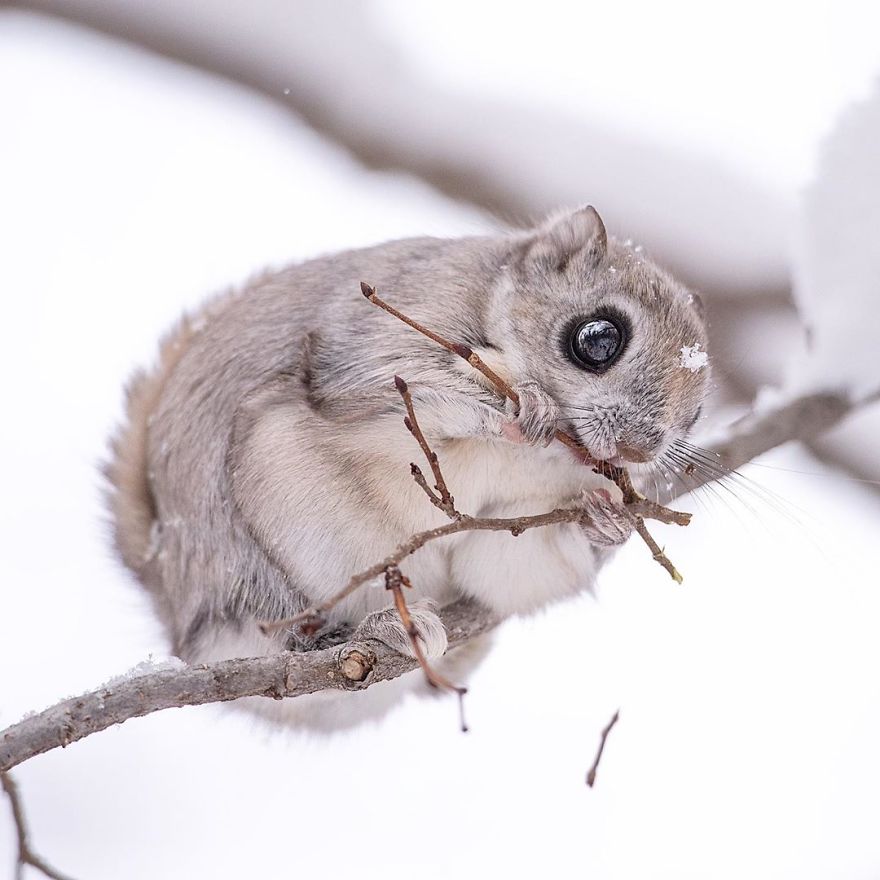 日本小矮飞鼠的照片可能是地球上最可爱的动物