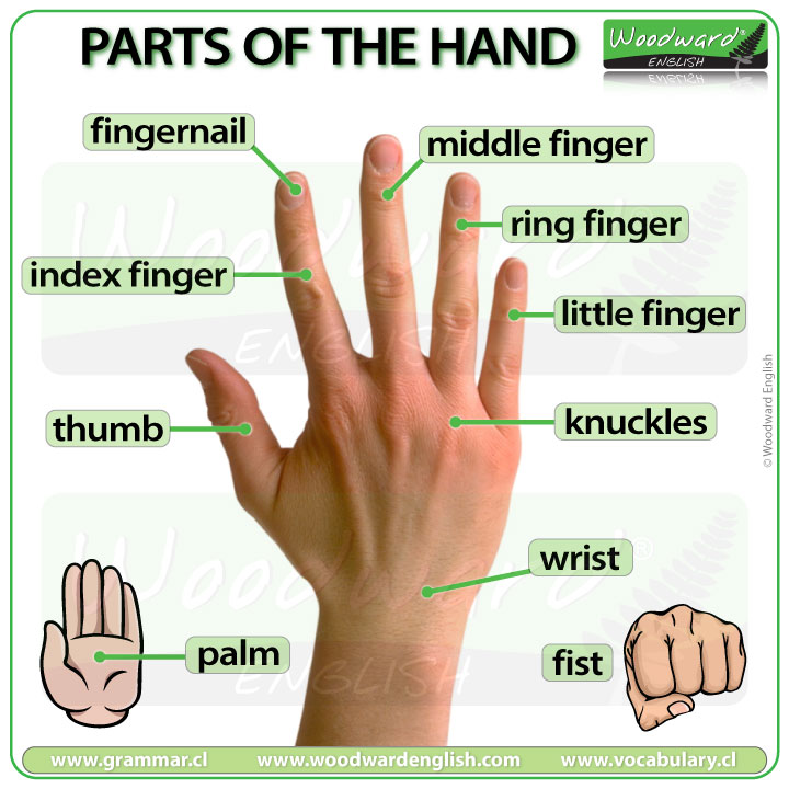 大拇指也是刚刚知道!)还知道其他四个手指头的英文吗?
