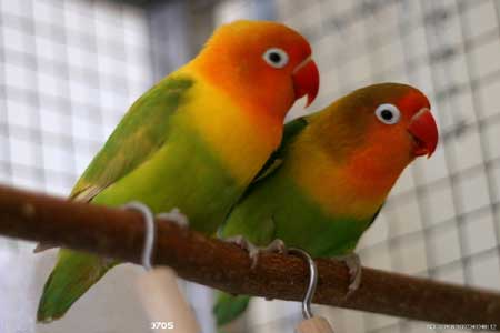 Love Birds《爱情鸟》精讲之一