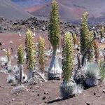 The Hawaiian silversword have developed over millions of years.  It is found in no other place in the world