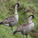 The Hawaiian Goose, known as the nene, is an endangered bird species that nests at Haleakala 