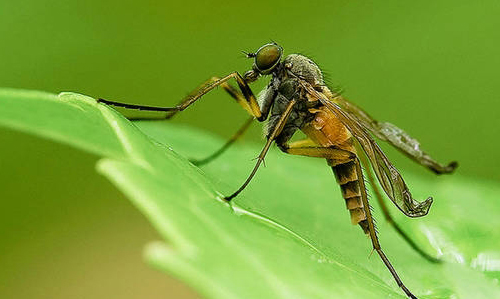 How Insects Fight Bacteria And Parasites