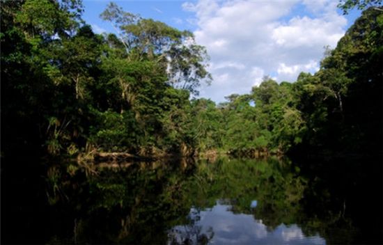 南美洲的亚马逊雨林