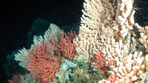Coral reefs suffer as greenhouse gases make the world