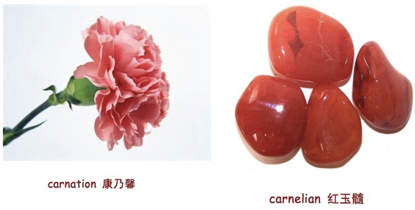 “康乃馨”，carnation