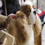 Photo: AP  A Cavalier King Charles Spaniel, is groomed prior to competing in the Oklahoma City Summer Classic Dog Show