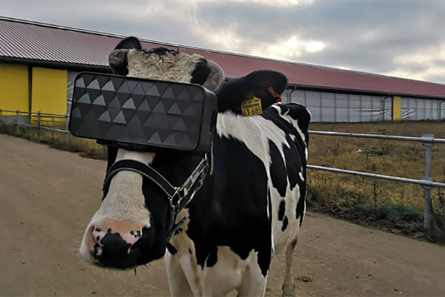 俄罗斯农民给奶牛戴上VR护目镜