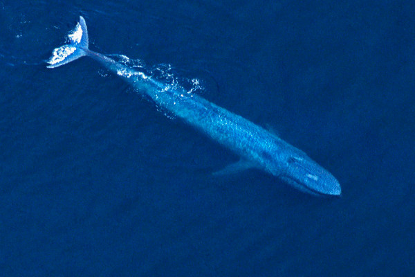 科学家首次测量了世界上最大的动物——蓝鲸的心率