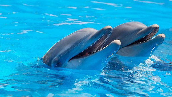 一项可爱的研究发现，普通的海豚和我们一样，都是“右撇子”
