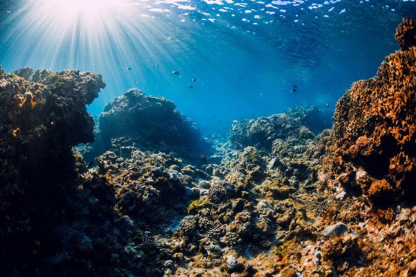 从扬声器中播放健康珊瑚礁的声音，可以拯救垂死的珊瑚