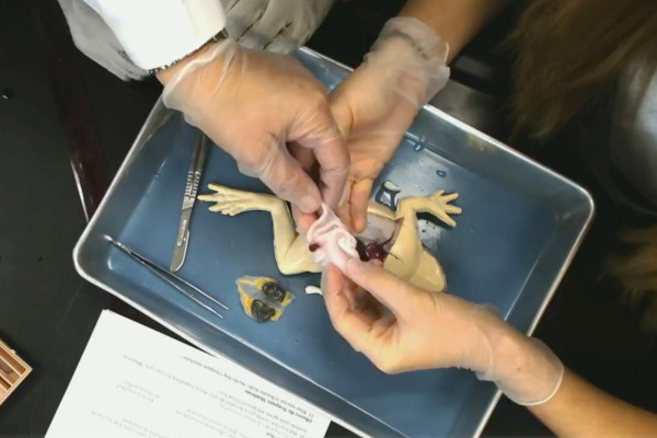 佛罗里达高中是世界上第一个解剖人造青蛙的学校