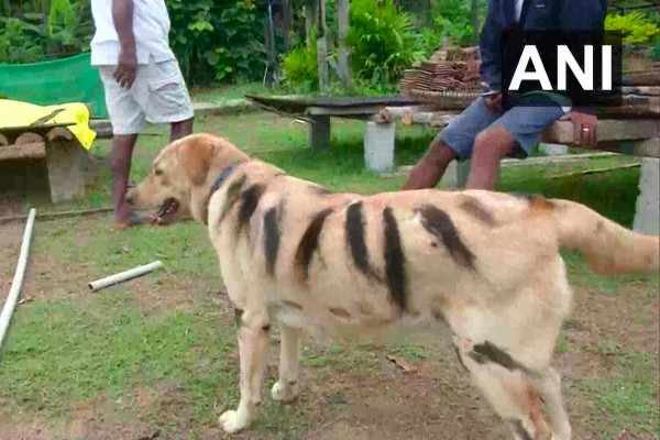 农民把狗画得像老虎，以保护农作物不受猴子的伤害