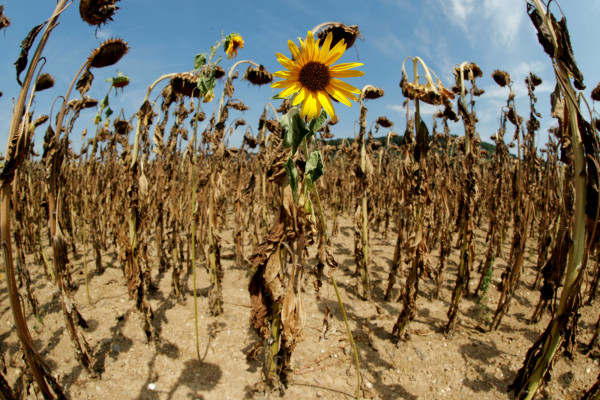 科学家冒着生命危险，收集应对气候变化的种子