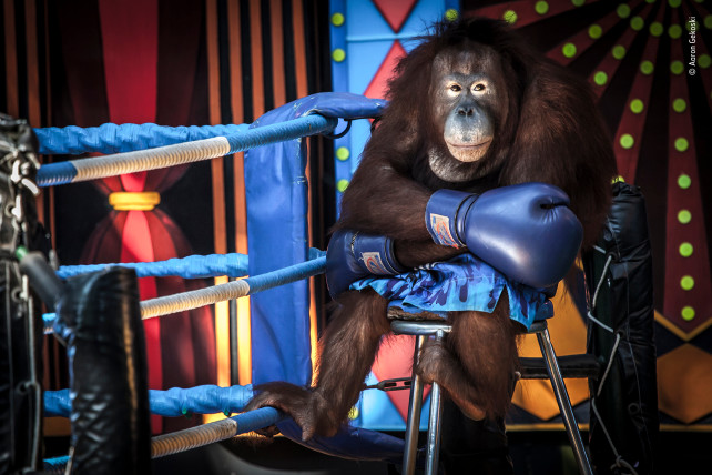 一只拳击猩猩，出现在2019年的顶级野生动物照片中