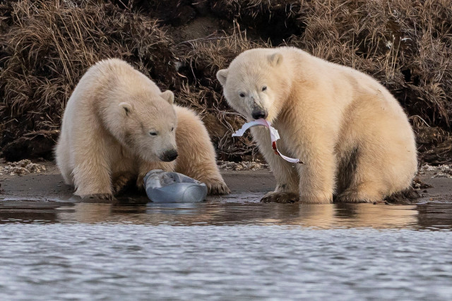 北极熊在令人心碎的照片里玩塑料垃圾