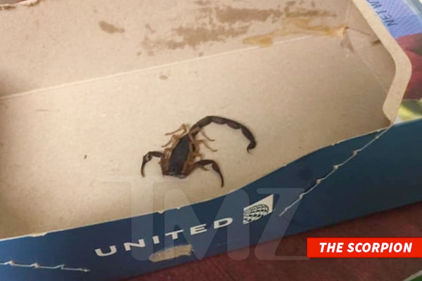 在美国联合航空公司的航班上，一名乘客被蝎子螫伤