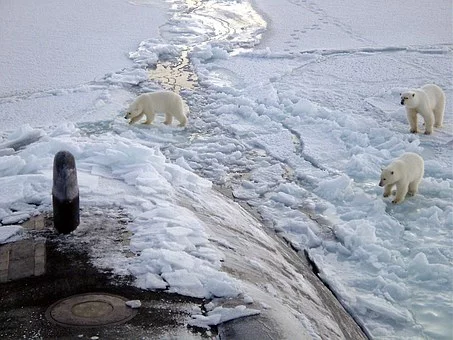 气候变暖，北极熊在俄罗斯村庄觅食