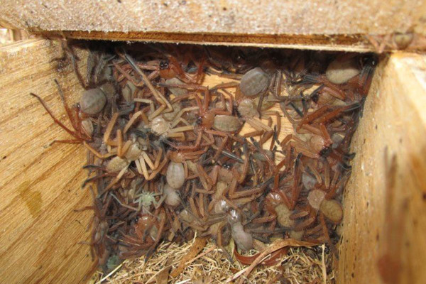 澳大利亚发现最可怕的蜘蛛群落