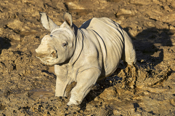 圣地亚哥动物园为稀有白犀牛宝宝命名