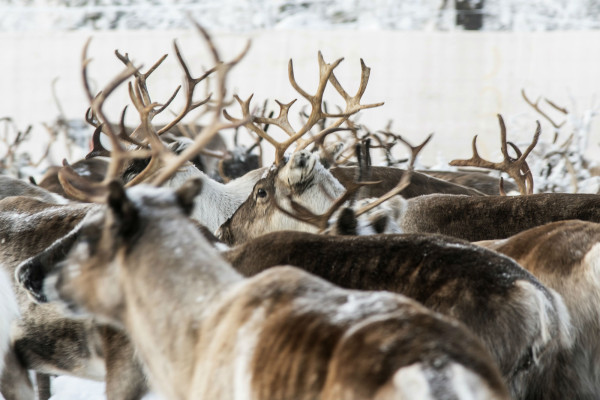 气候变化导致瑞典北极地区的驯鹿挨饿
