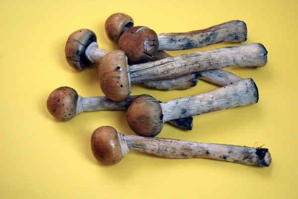 “神奇蘑菇”离被批准用于治疗抑郁症又近了一步