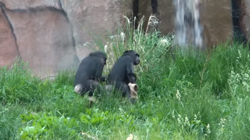 黑猩猩的“康加线”揭示了人类是如何学会跳舞的