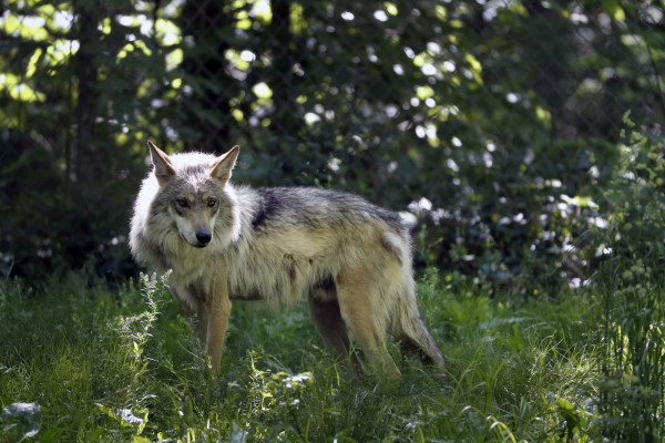 动物园庆祝濒临灭绝的墨西哥小灰狼的存活