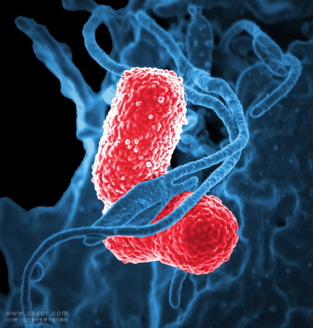 科学家发明了超级抗虫、自我清洁的保鲜膜