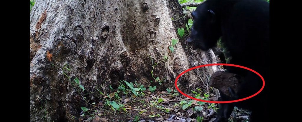 黑猩猩曾被发现向树扔石头和毫无理由地大喊大叫