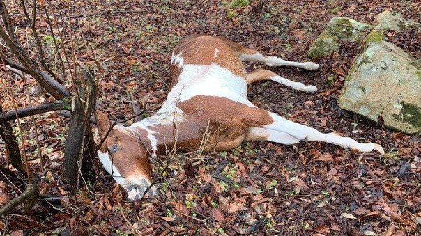 在肯塔基州的乡村，15匹马被猎杀