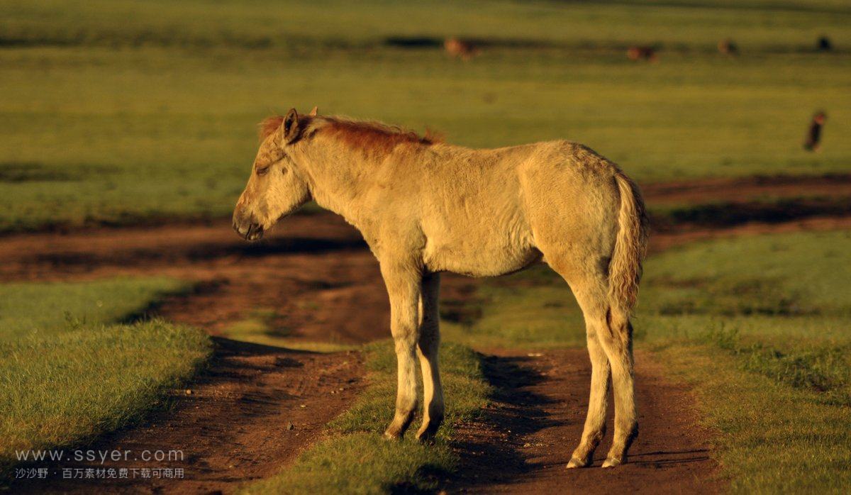 在肯塔基州的乡村，15匹马被猎杀