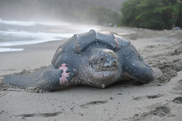 泰国海滩濒危海龟蛋被盗
