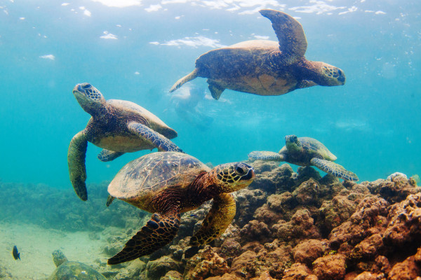 墨西哥近300只海龟死于有毒的红潮