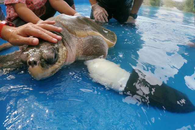 泰国海龟再次游泳——用假蹼