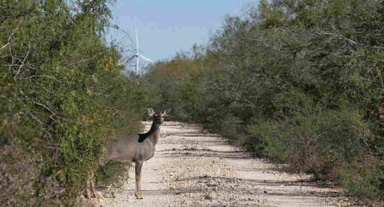 边境墙威胁着国家野生动物保护区