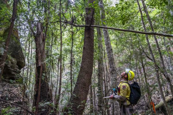 澳大利亚消防员拯救了世界上唯一稀有的恐龙树
