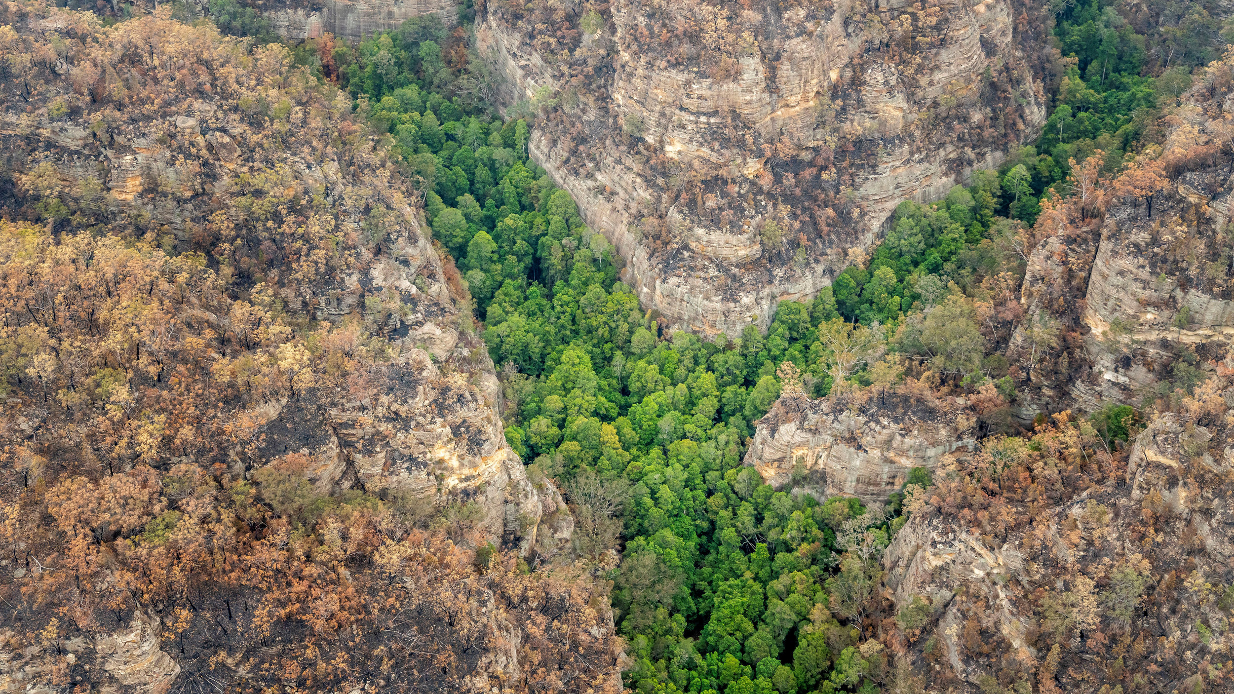 澳大利亚消防员拯救了世界上唯一的史前沃勒米松树林