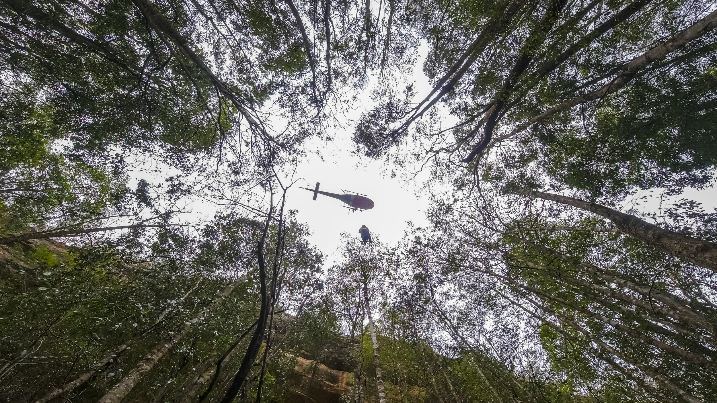 澳大利亚消防员拯救了世界上唯一的史前沃勒米松树林