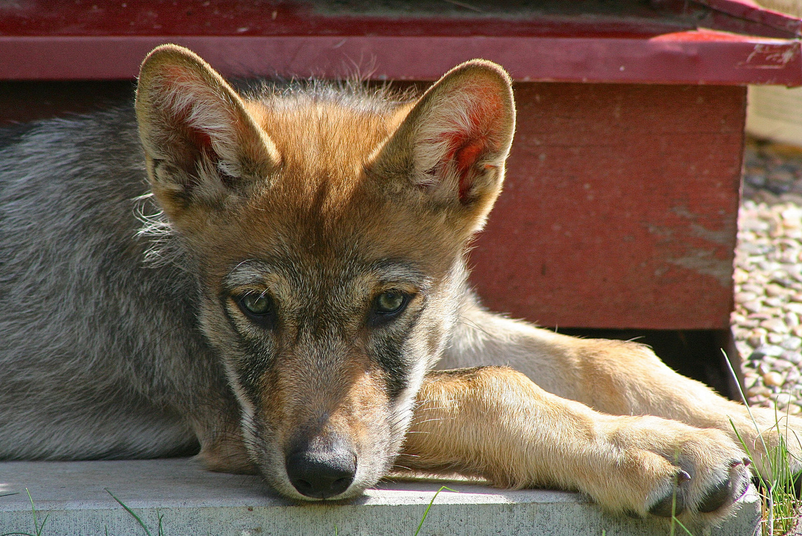 取物的意愿可能是狼祖先种群中存在的狼的特征