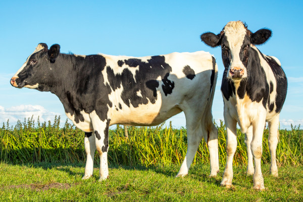 研究：奶牛会互相交谈，包括关于食物的