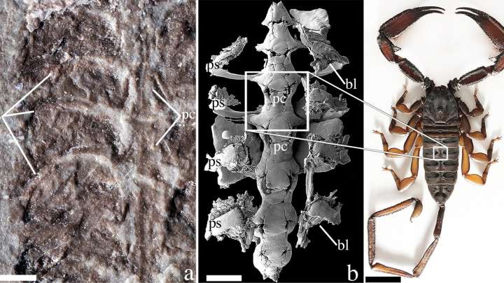 已知最古老的蝎子化石，可能是最早探索陆地的动物之一