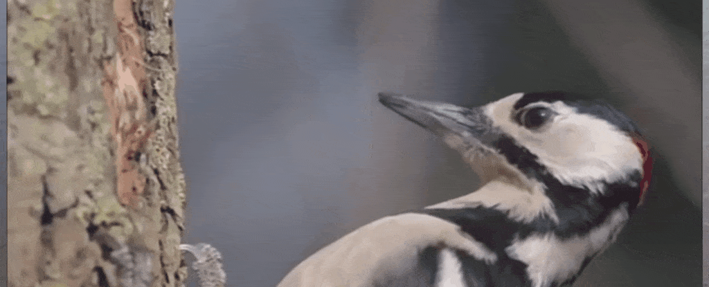 啄木鸟如何在反复的高强度冲击中存活而不造成脑损伤?