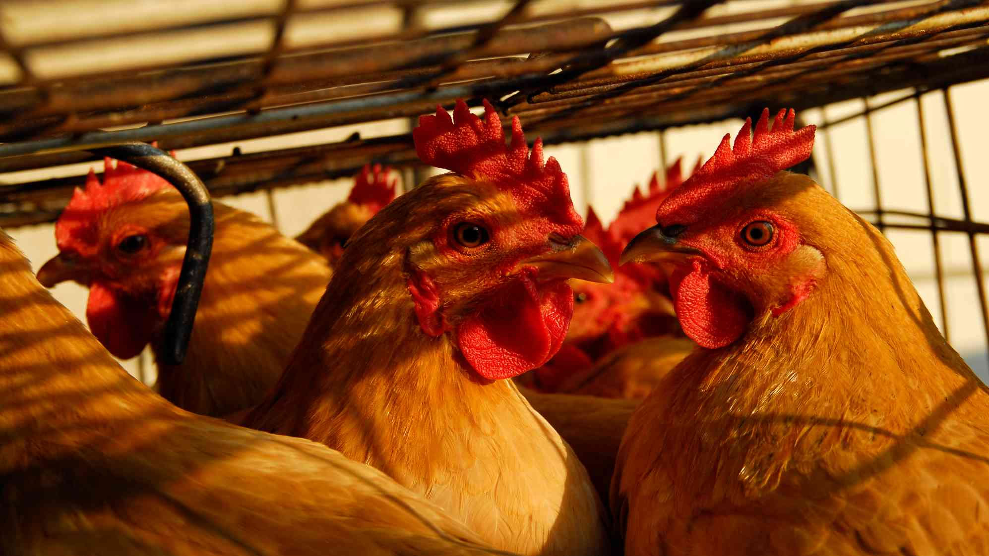 中国西南部四川省报告H5N6禽流感病例