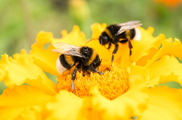 气候变化导致世界各地的蜜蜂消失