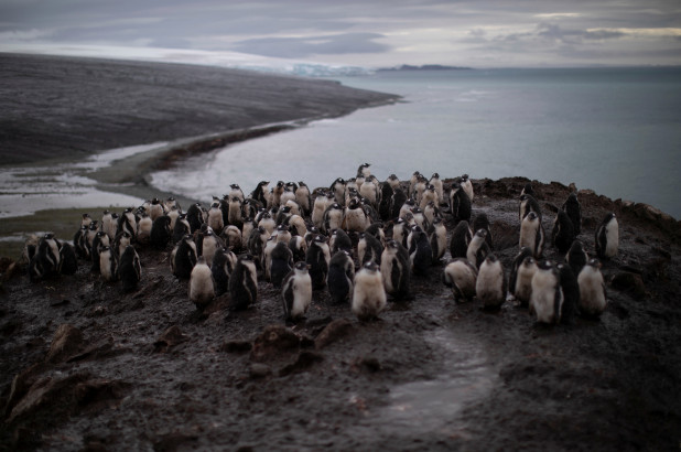 南极洲帽带企鹅数量下降超过75%