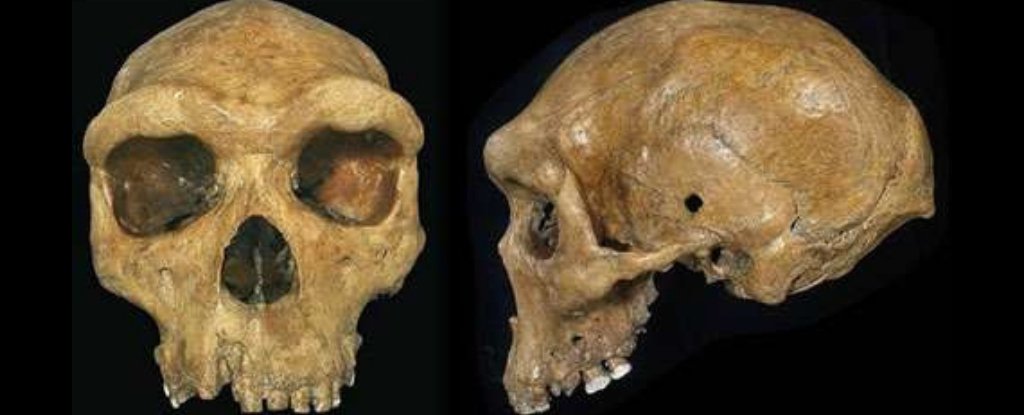 在现代西非人的DNA中，发现了一种不为人知的已灭绝人类的“幽灵”