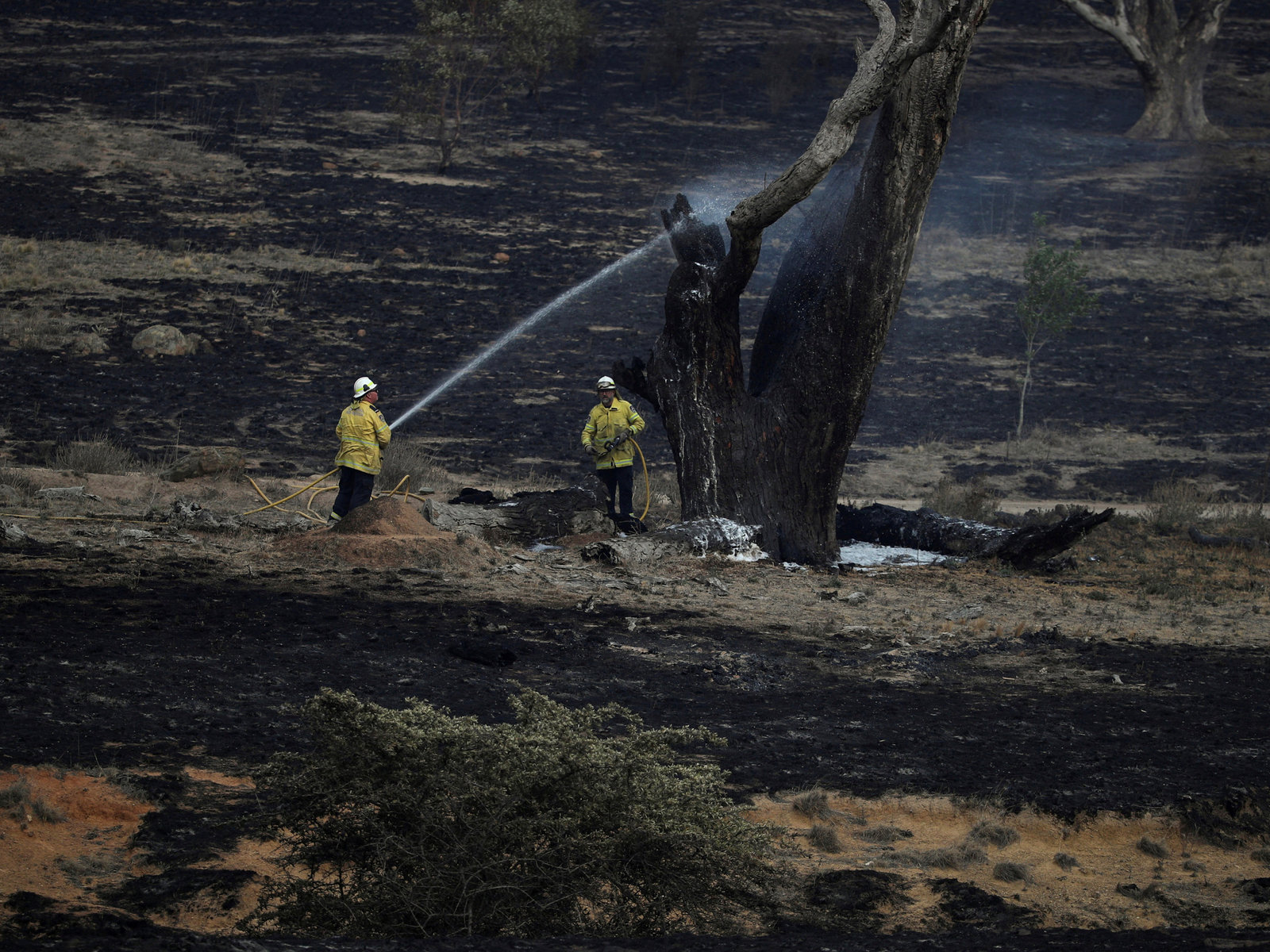 澳大利亚新南威尔士州官员庆祝:“所有火灾现在都得到了控制”