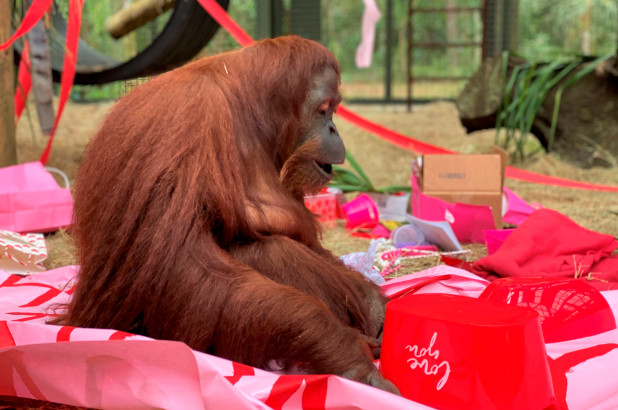 被赋予“人格”的猩猩庆祝34岁生日
