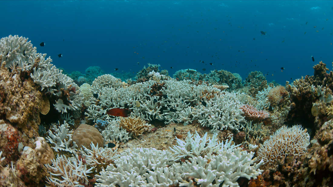 到2100年，几乎所有的珊瑚礁栖息地都将消失